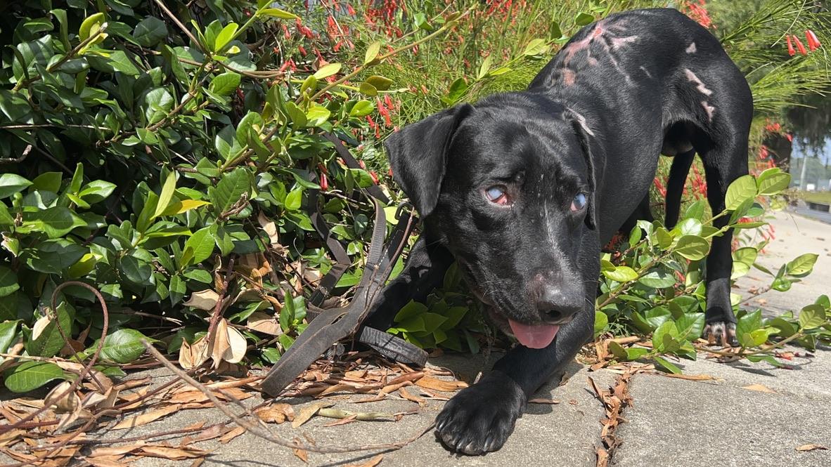 STEVIE, an adoptable mixed breed in Ridgeland, SC image 2/5