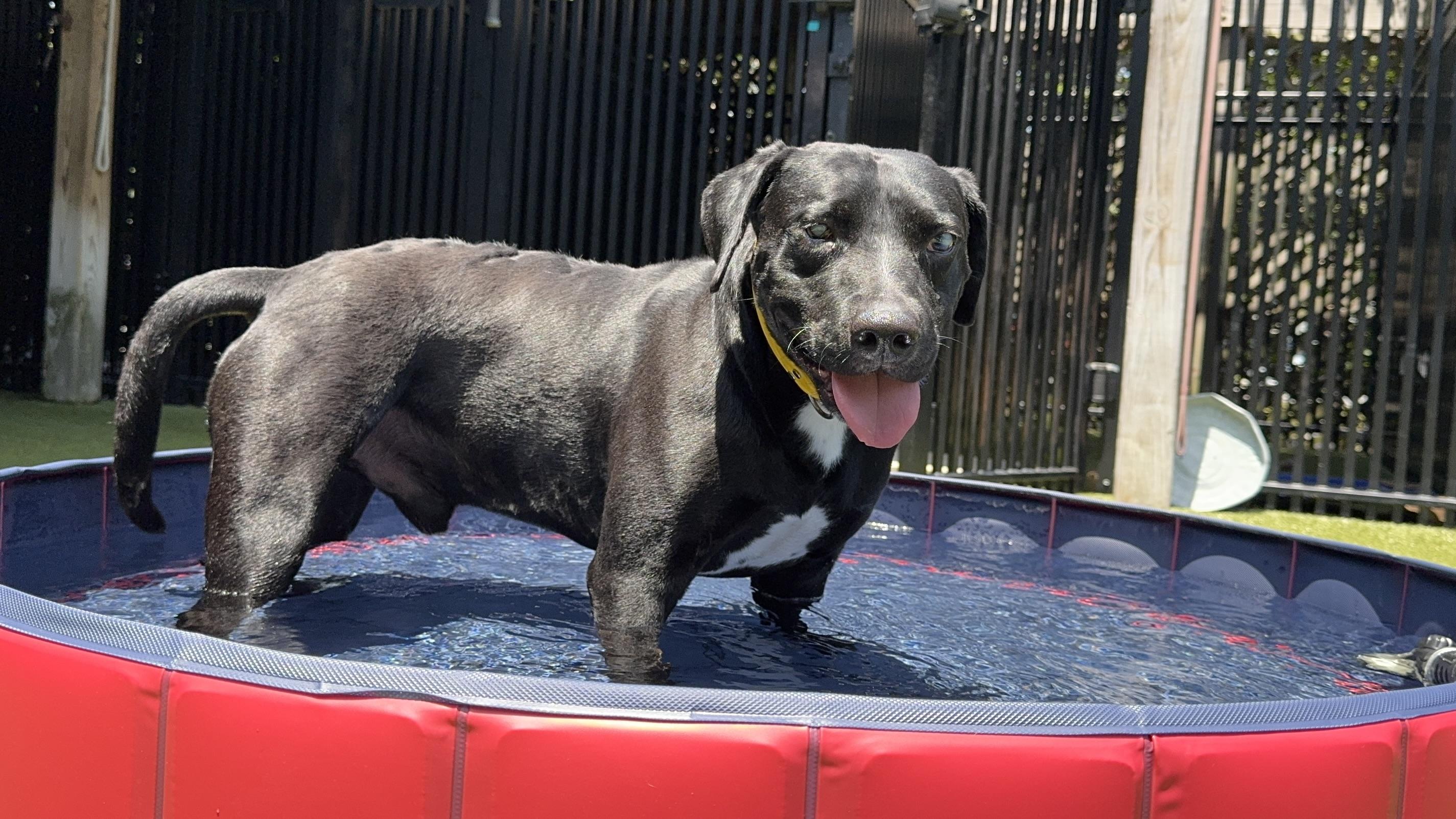 STEVIE, an adoptable mixed breed in Ridgeland, SC image 3/5