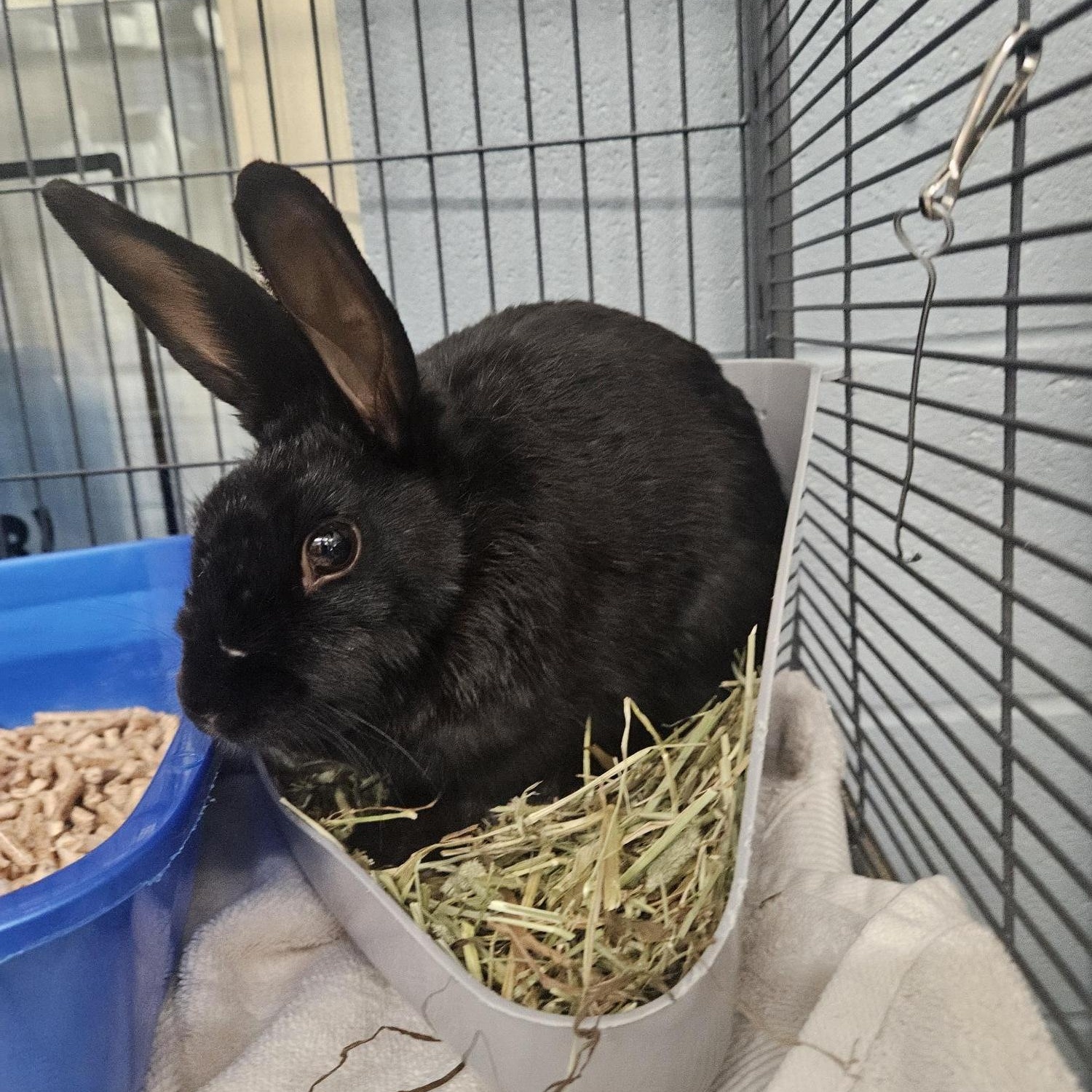 Wish, Adult Female American