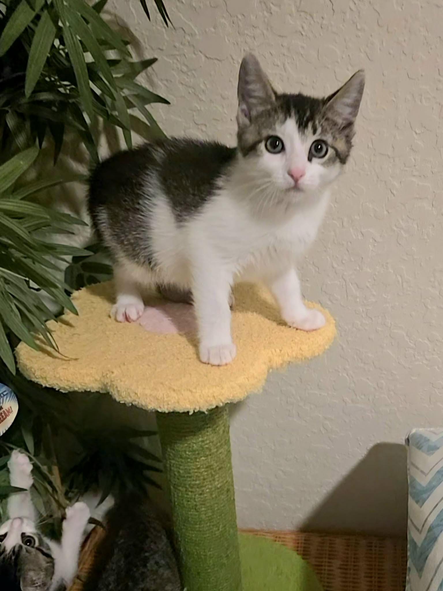 Velma, Adopted, Kitten Female Domestic Short Hair.