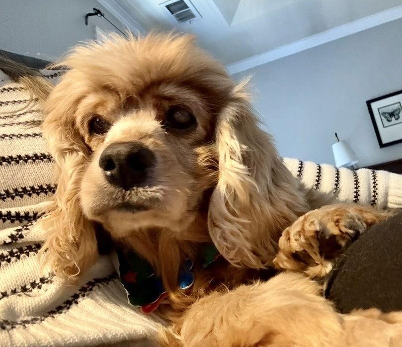 Dolly Darling — thumbnail 2