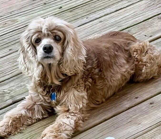 Dolly Darling — thumbnail 3