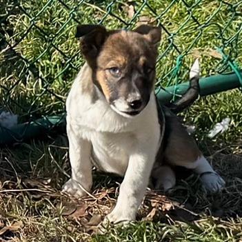 Enlarge Pebbles, a Adoptable mixed breed in Ennis, TX image 1/2