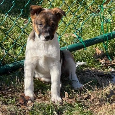 Enlarge Pebbles, a Adoptable mixed breed in Ennis, TX image 2/2