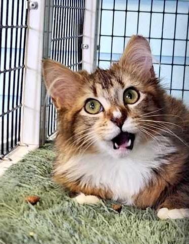 Enlarge BUCKET, an adopted mixed breed in Fernandina Beach, FL image 3/3