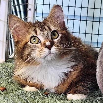 BUCKET, adopted, Kitten Male Domestic Medium Hair.