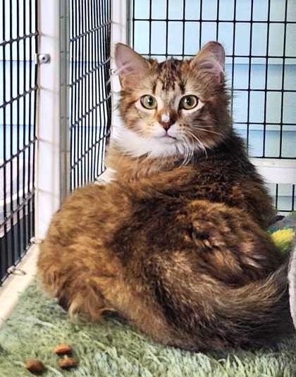 Enlarge BUCKET, an adopted mixed breed in Fernandina Beach, FL image 2/3