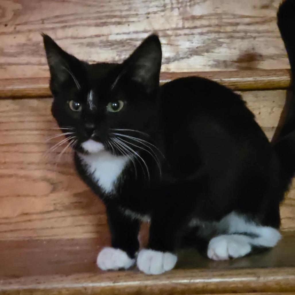 Enlarge Freya, a Adoptable Domestic Medium Hair in Muscatine, IA image 2/3