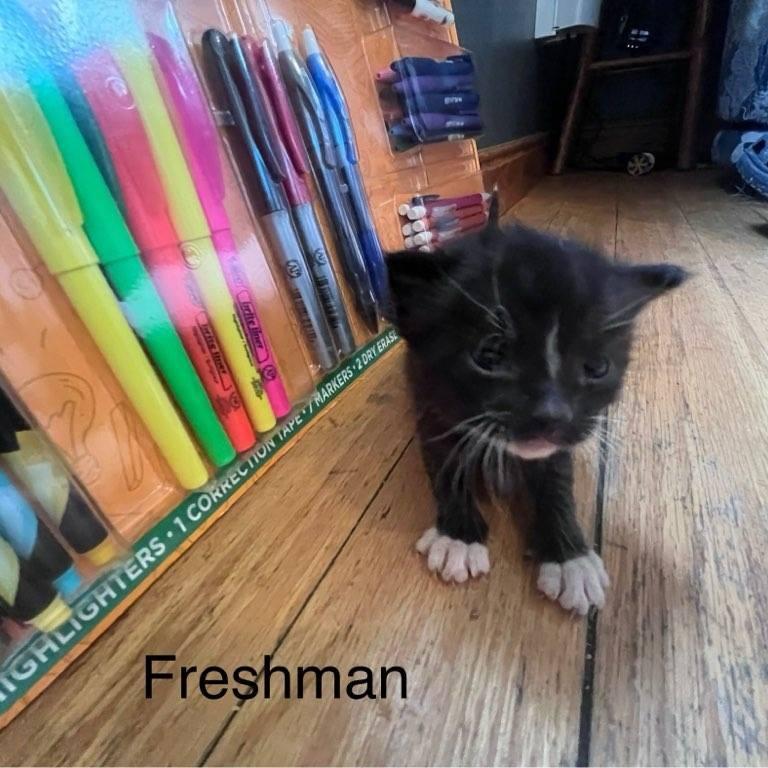 Enlarge Freya, a Adoptable Domestic Medium Hair in Muscatine, IA image 3/3