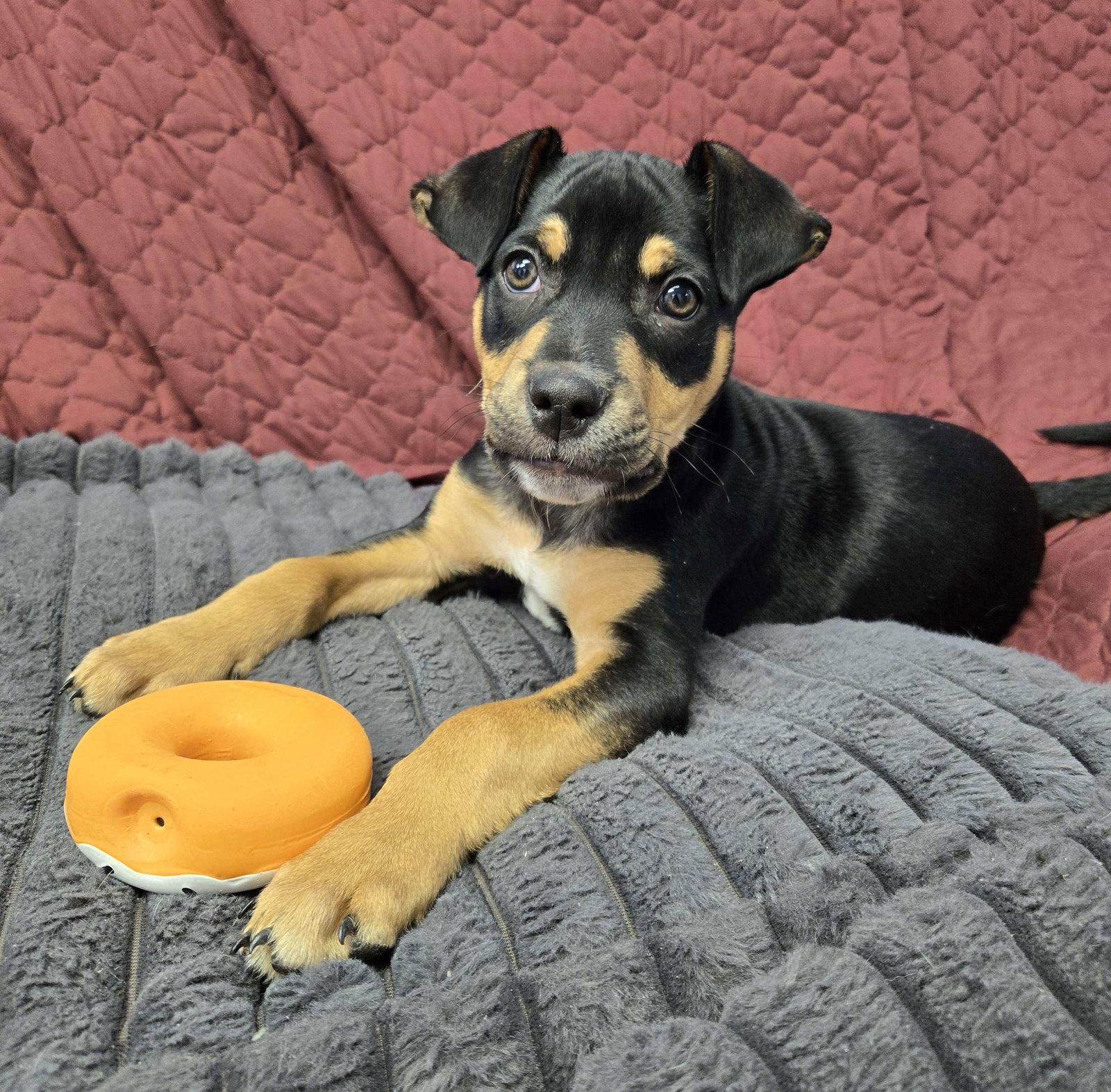 Rico, Adoptable, Puppy Male Mixed Breed.