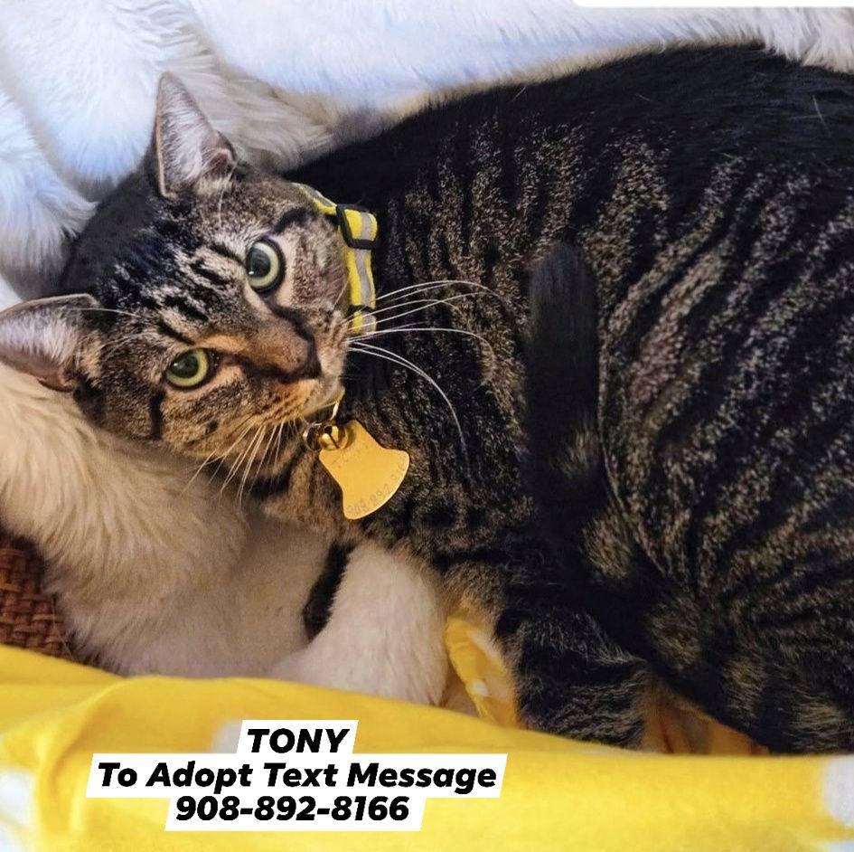 Enlarge TONY, a ADOPTABLE mixed breed in Bridgewater, NJ image 2/6