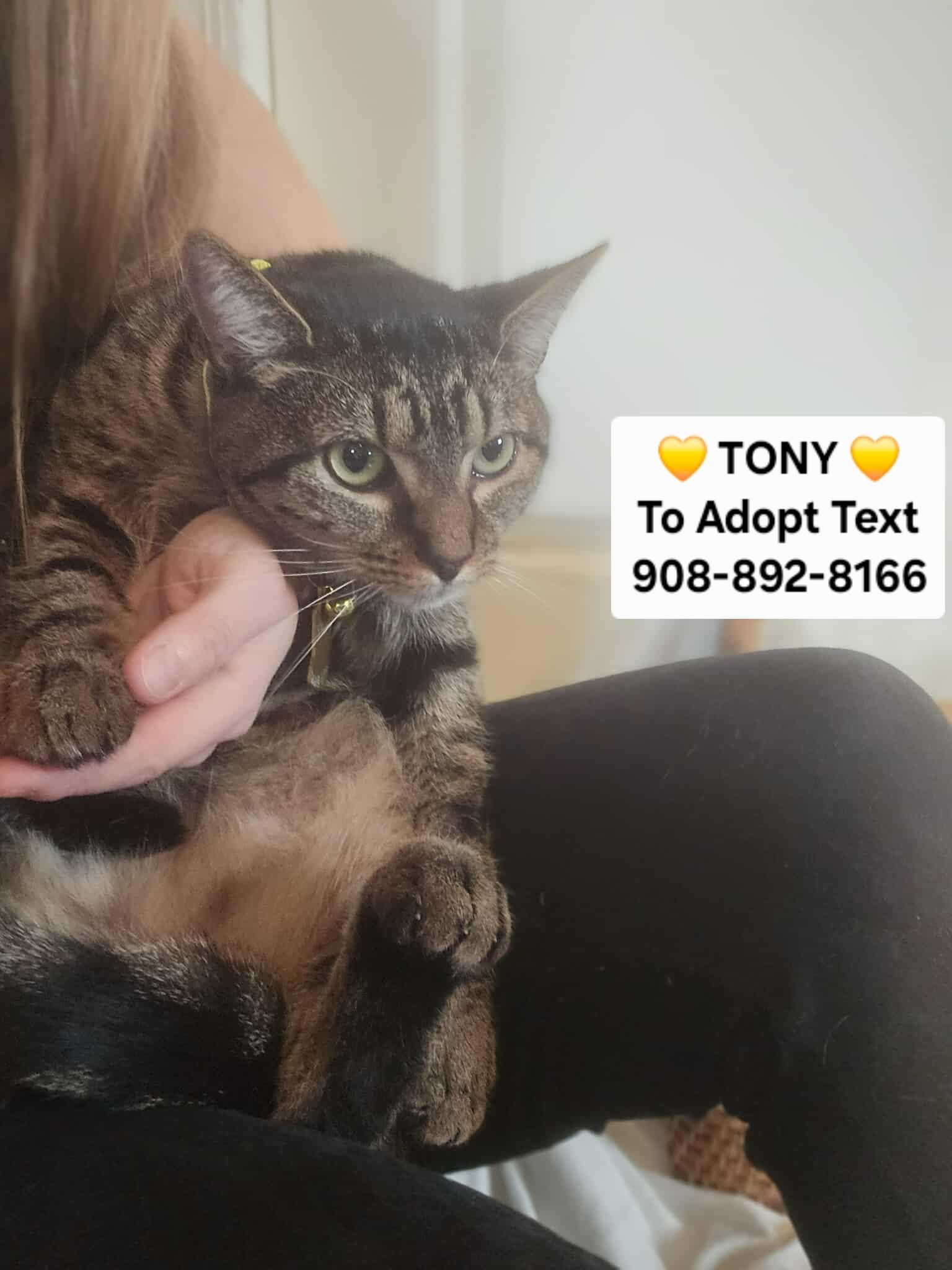 Enlarge TONY, a ADOPTABLE mixed breed in Bridgewater, NJ image 3/6