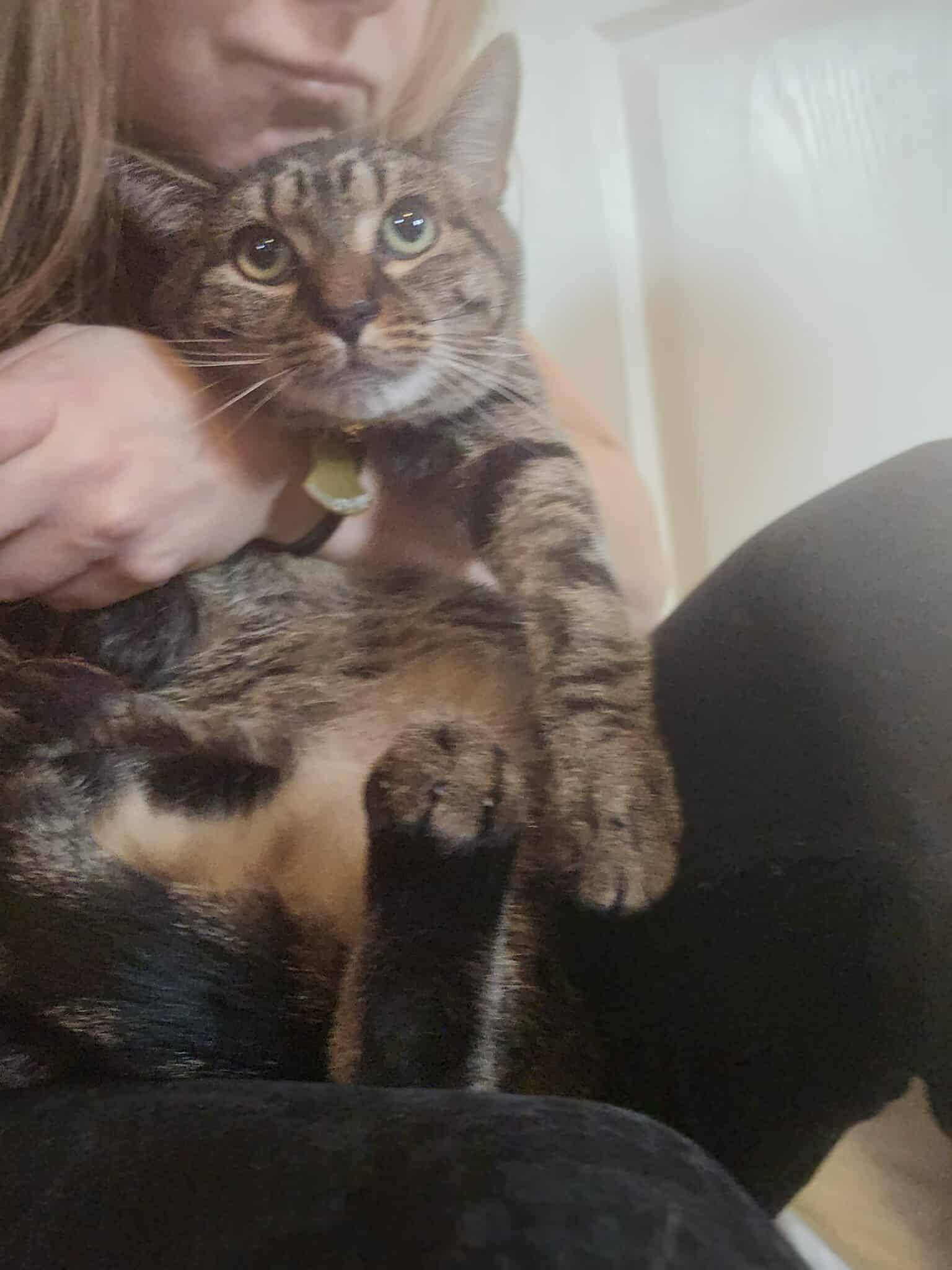 Enlarge TONY, a ADOPTABLE mixed breed in Bridgewater, NJ image 5/6