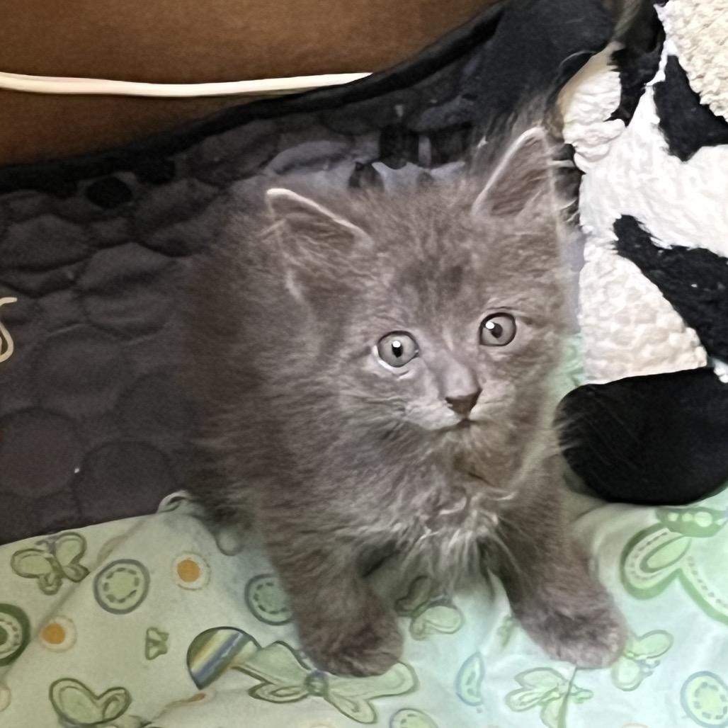 Enlarge Stormy, a Adoptable Domestic Short Hair in Baytown, TX image 3/6