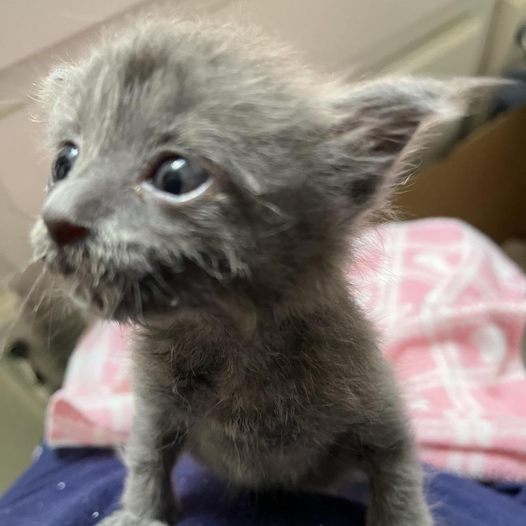 Enlarge Stormy, a Adoptable Domestic Short Hair in Baytown, TX image 5/6