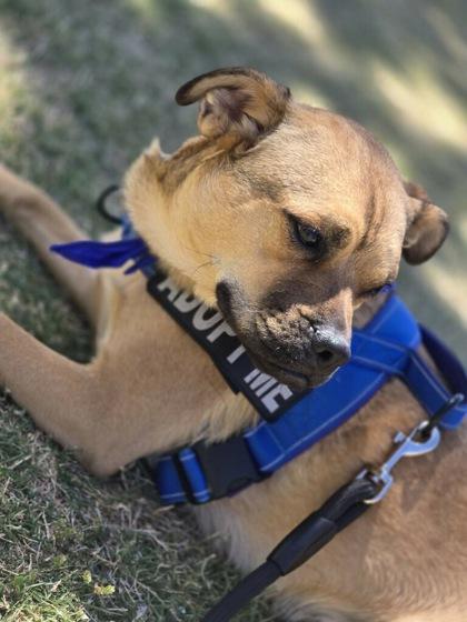Enlarge Stanley*, a Adoptable mixed breed in El Paso, TX image 1/3