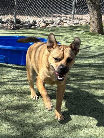 Enlarge Stanley*, a Adoptable mixed breed in El Paso, TX image 1/3