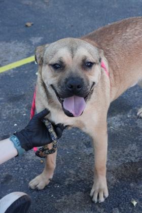 Enlarge Stanley*, a Adoptable mixed breed in El Paso, TX image 3/4