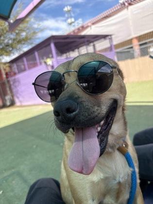Enlarge Stanley*, a Adoptable mixed breed in El Paso, TX image 3/3