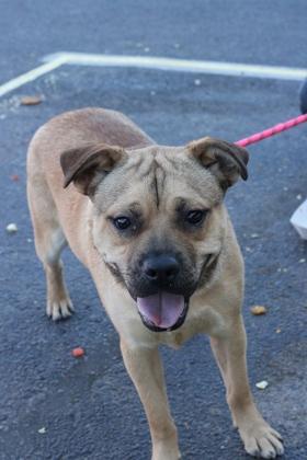 Enlarge Stanley*, a Adoptable mixed breed in El Paso, TX image 4/4