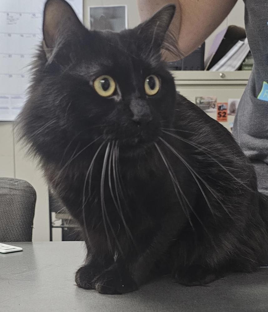 Enlarge Gene, a Adoptable mixed breed in Fremont, NE image 2/2