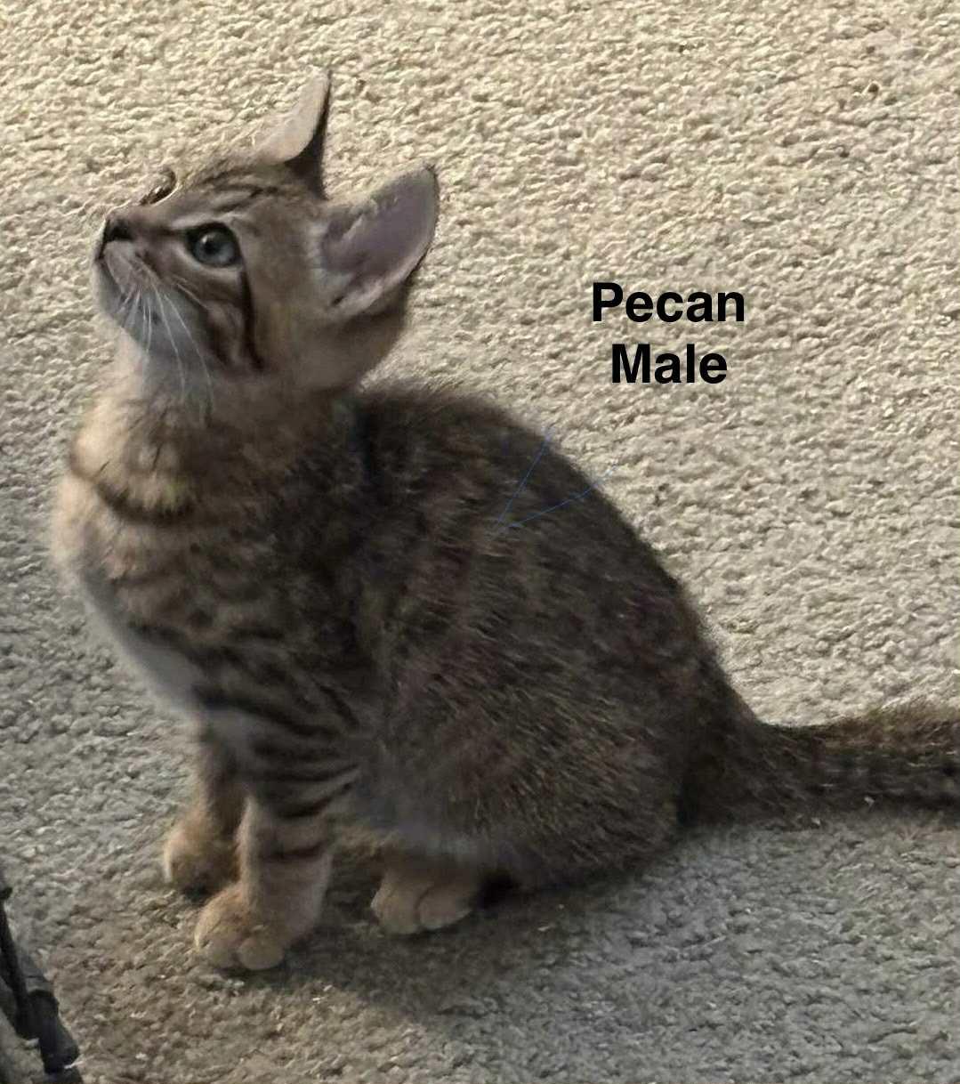 Pecan