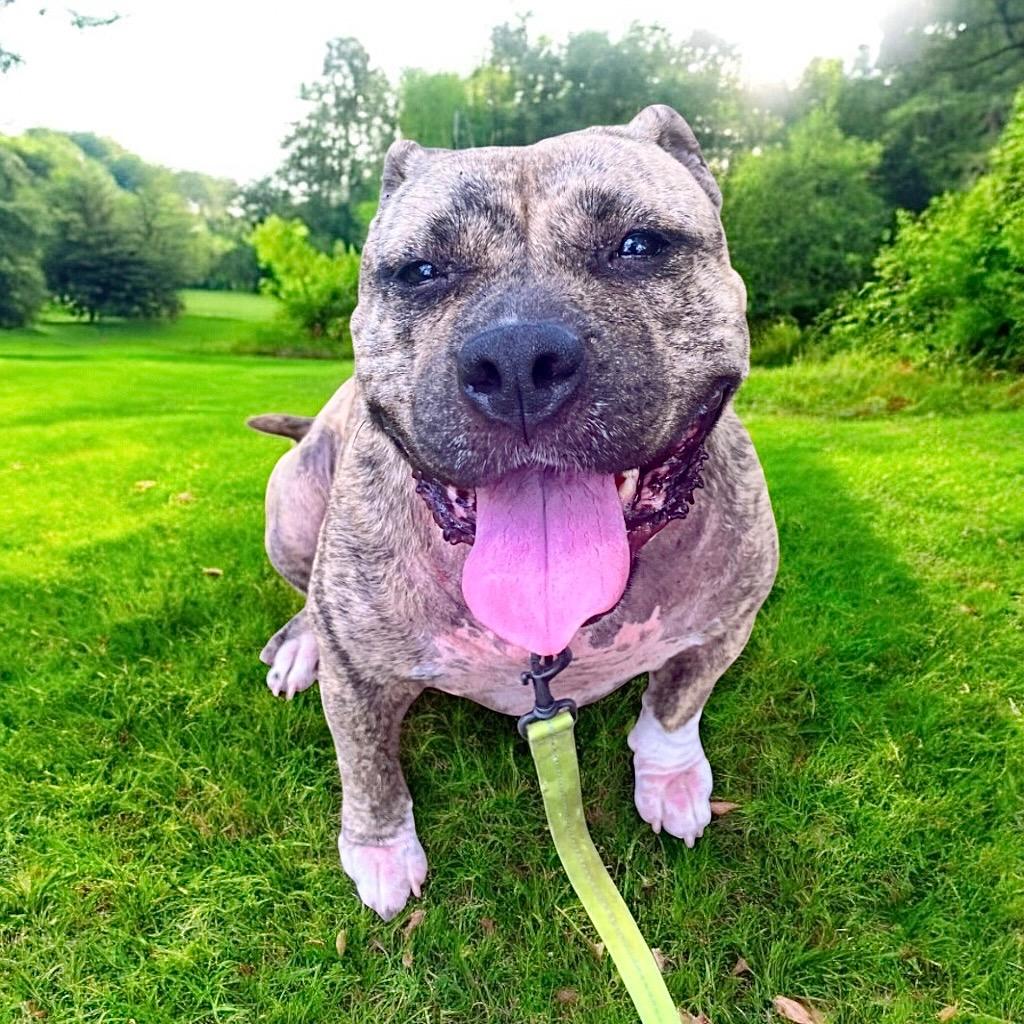 Rosie-Fully Sponsored Fee!, Adoptable, Adult Female Terrier.