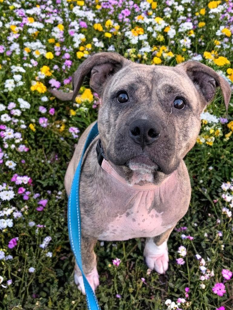 Enlarge Rosie-Fully Sponsored Fee!, a Adoptable Terrier in Fort Myers, FL image 2/3