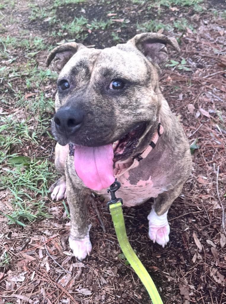 Enlarge Rosie-Fully Sponsored Fee!, a Adoptable Terrier in Fort Myers, FL image 3/3