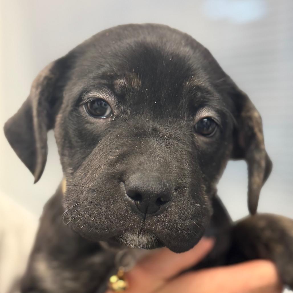 Enlarge Nixie - Tan, a Adoptable mixed breed in Greenfield, IN image 1/1