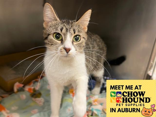 FLO, Adoptable, Young Female Domestic Short Hair.