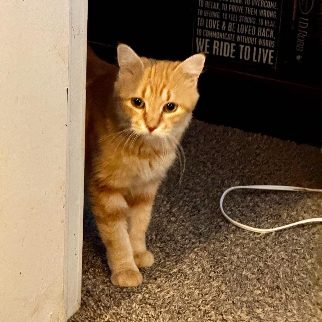 Marmalade Canary, Adoptable, Adult Female Domestic Medium Hair.