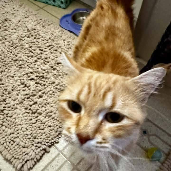 Enlarge Marmalade Canary, a Adoptable Domestic Medium Hair in Eagle Mountain, UT image 2/5