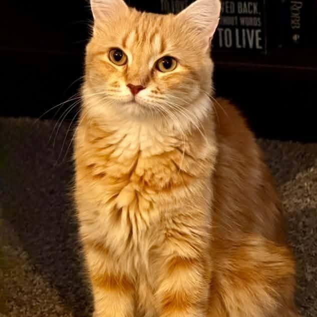Enlarge Marmalade Canary, a Adoptable Domestic Medium Hair in Eagle Mountain, UT image 3/5