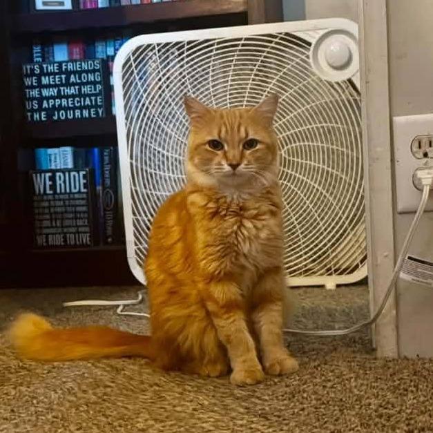 Enlarge Marmalade Canary, a Adoptable Domestic Medium Hair in Eagle Mountain, UT image 4/5