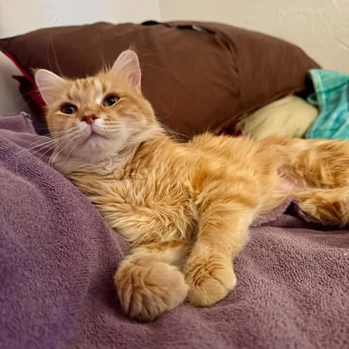 Enlarge Marmalade Canary, a Adoptable Domestic Medium Hair in Eagle Mountain, UT image 5/5