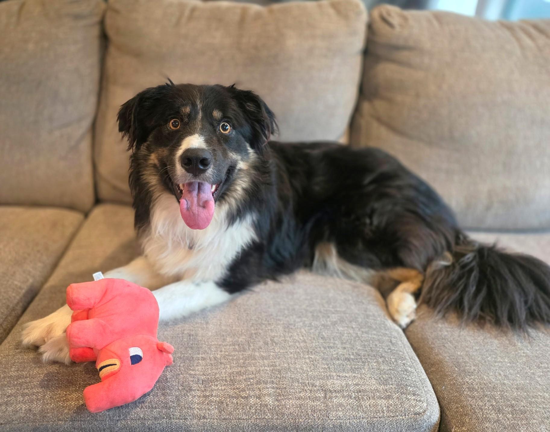Marco, ADOPTABLE, Young Male Border Collie & Australian Shepherd.