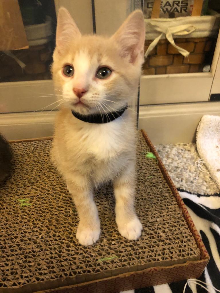 Peaches, a Adopted mixed breed in Brainardsville, NY image 1/4