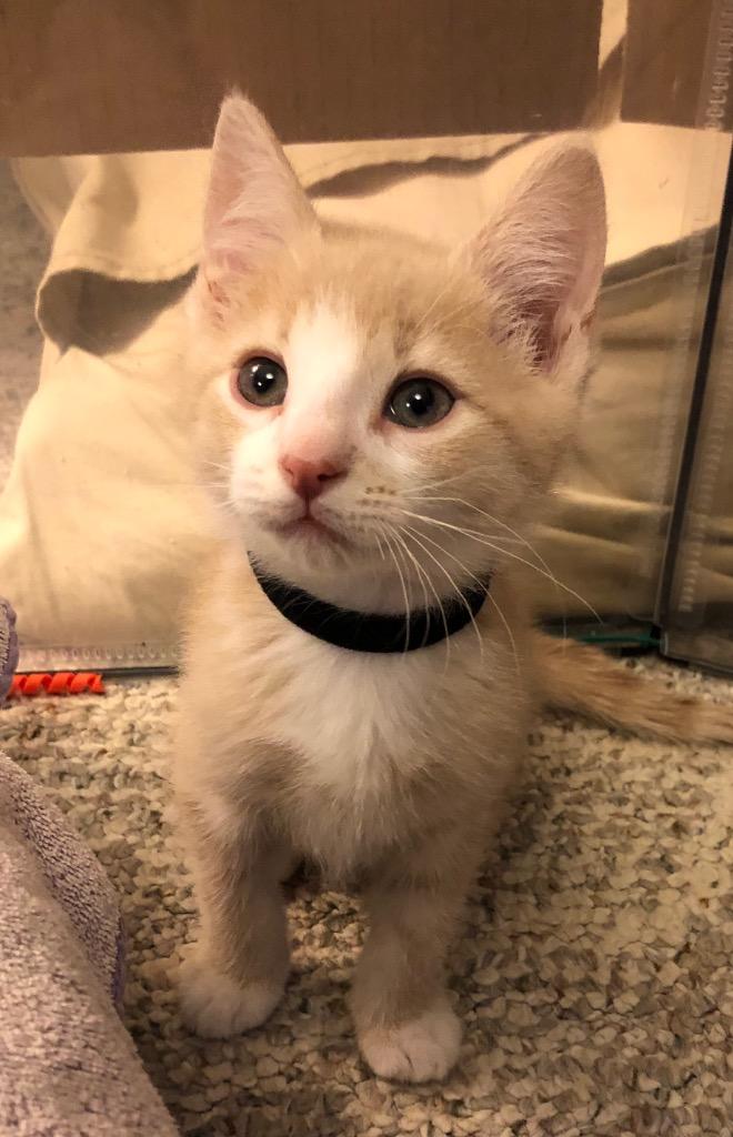 Peaches, a Adoptable Domestic Short Hair in Brainardsville, NY image 2/4