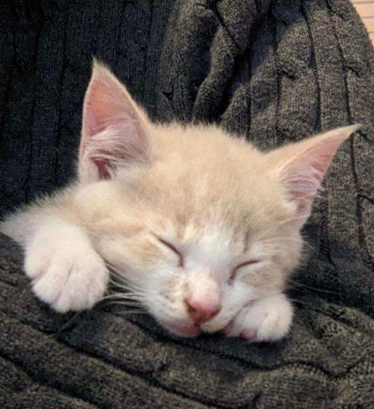 Peaches, a Adopted mixed breed in Brainardsville, NY image 3/4