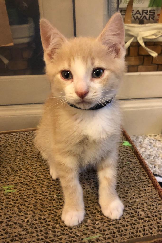 Peaches, a Adopted mixed breed in Brainardsville, NY image 4/4