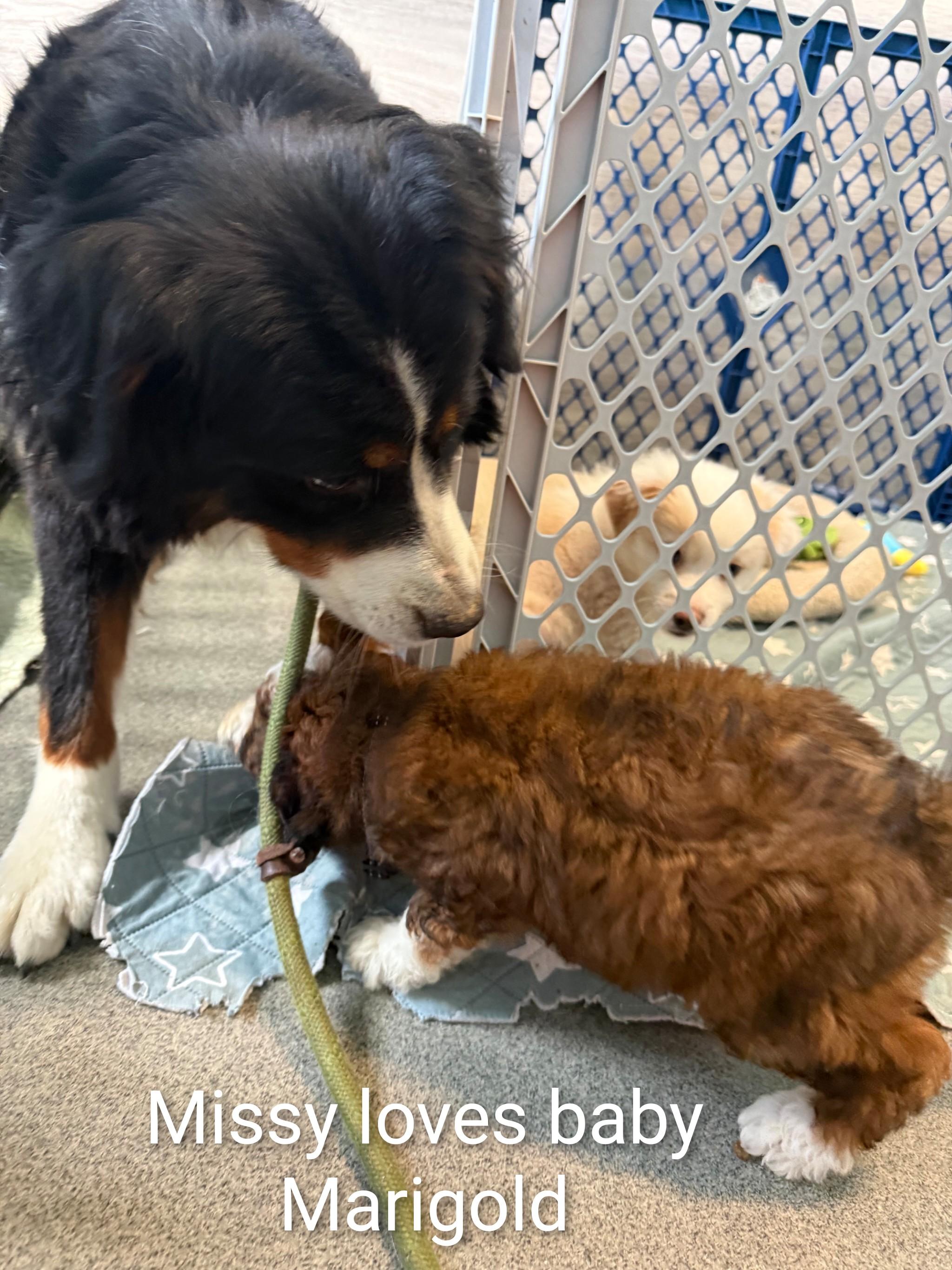 Missy, an adopted Bernese Mountain Dog in Fredericksburg, VA image 4/6
