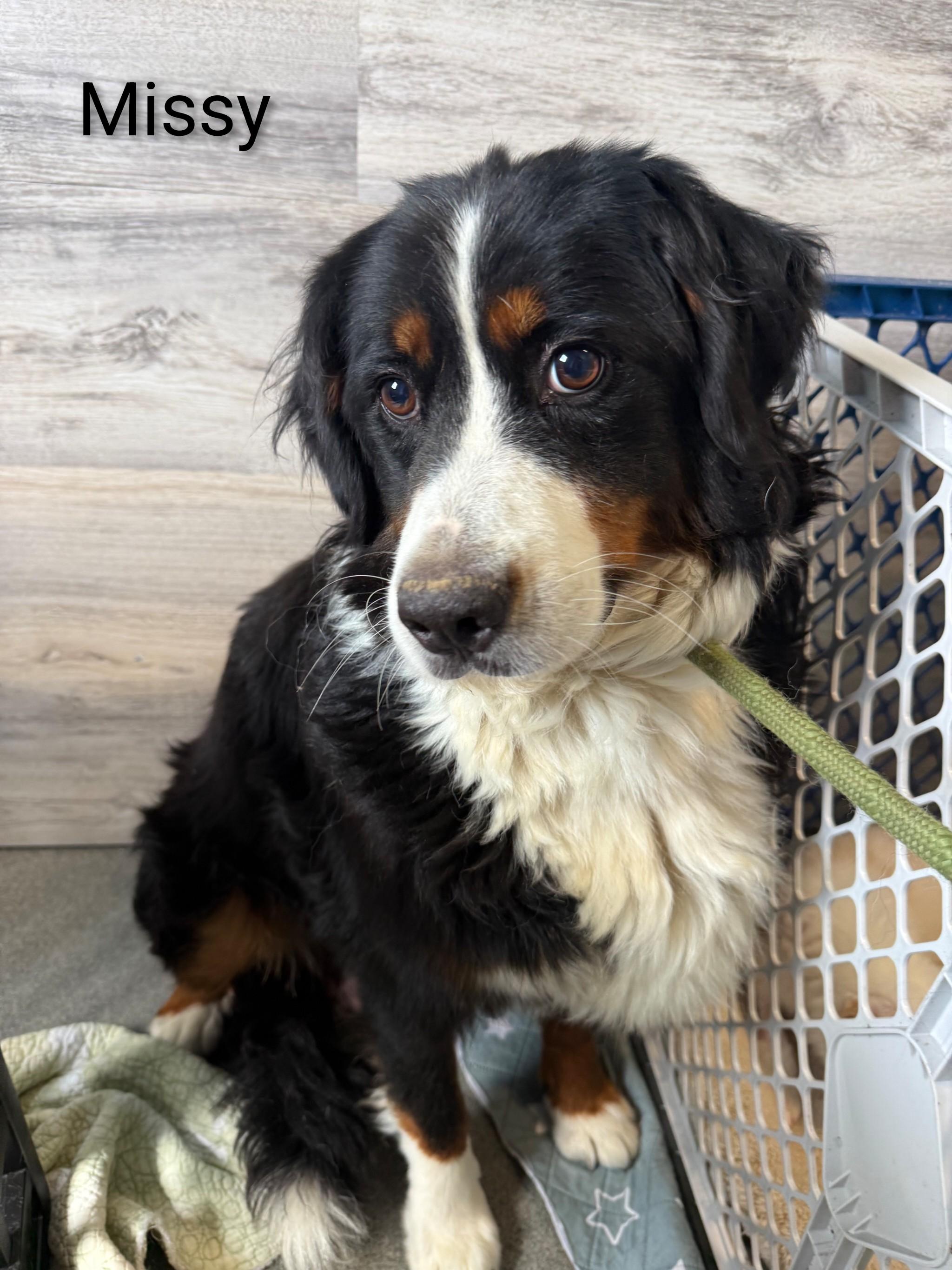 Missy, an adopted Bernese Mountain Dog in Fredericksburg, VA image 2/6