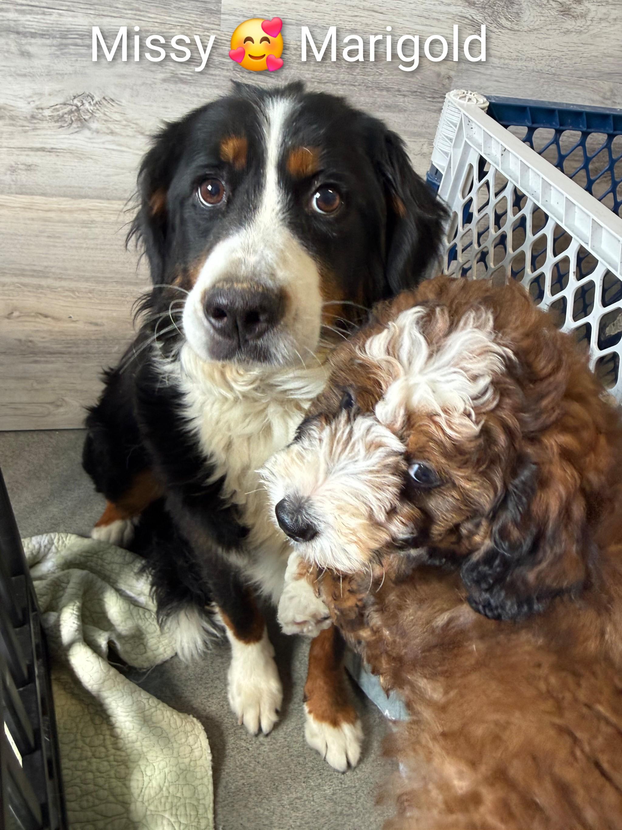 Missy, an adopted Bernese Mountain Dog in Fredericksburg, VA image 5/6