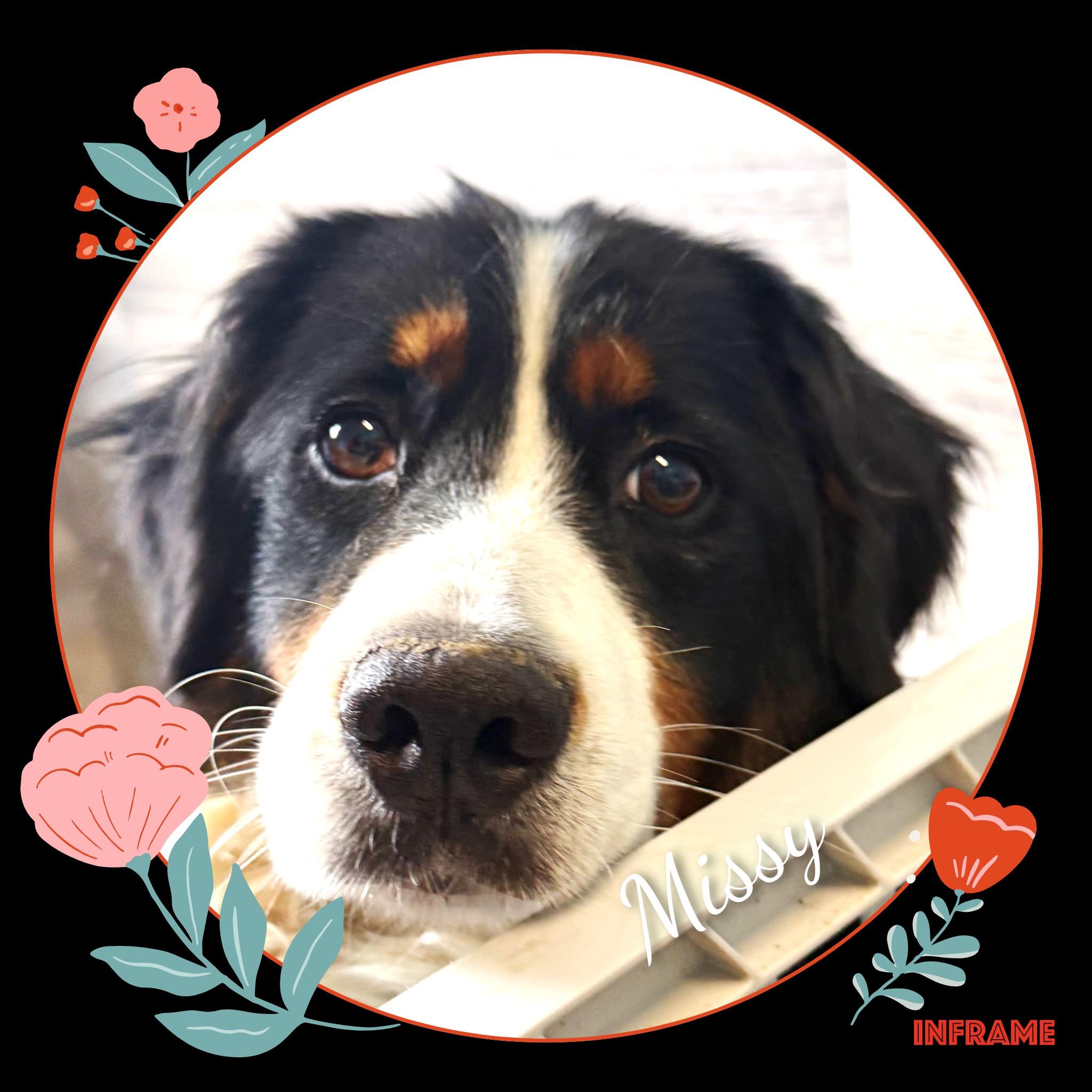 Missy, an adopted Bernese Mountain Dog in Fredericksburg, VA image 3/6