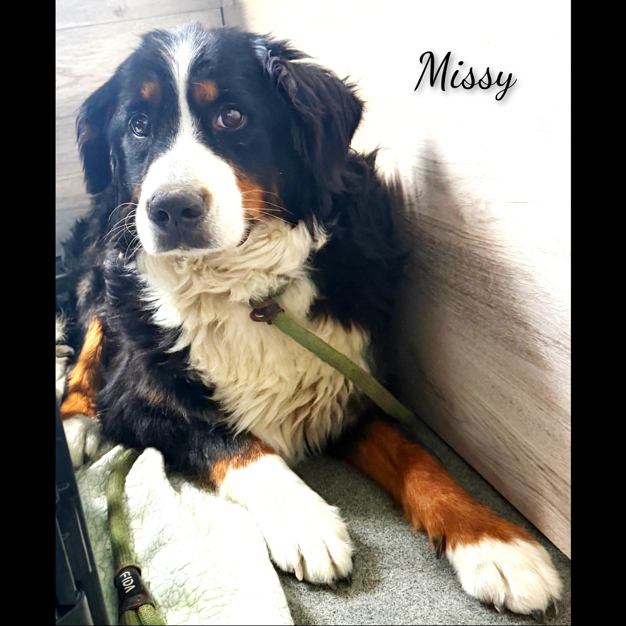 Missy, adopted, Adult Female Bernese Mountain Dog.