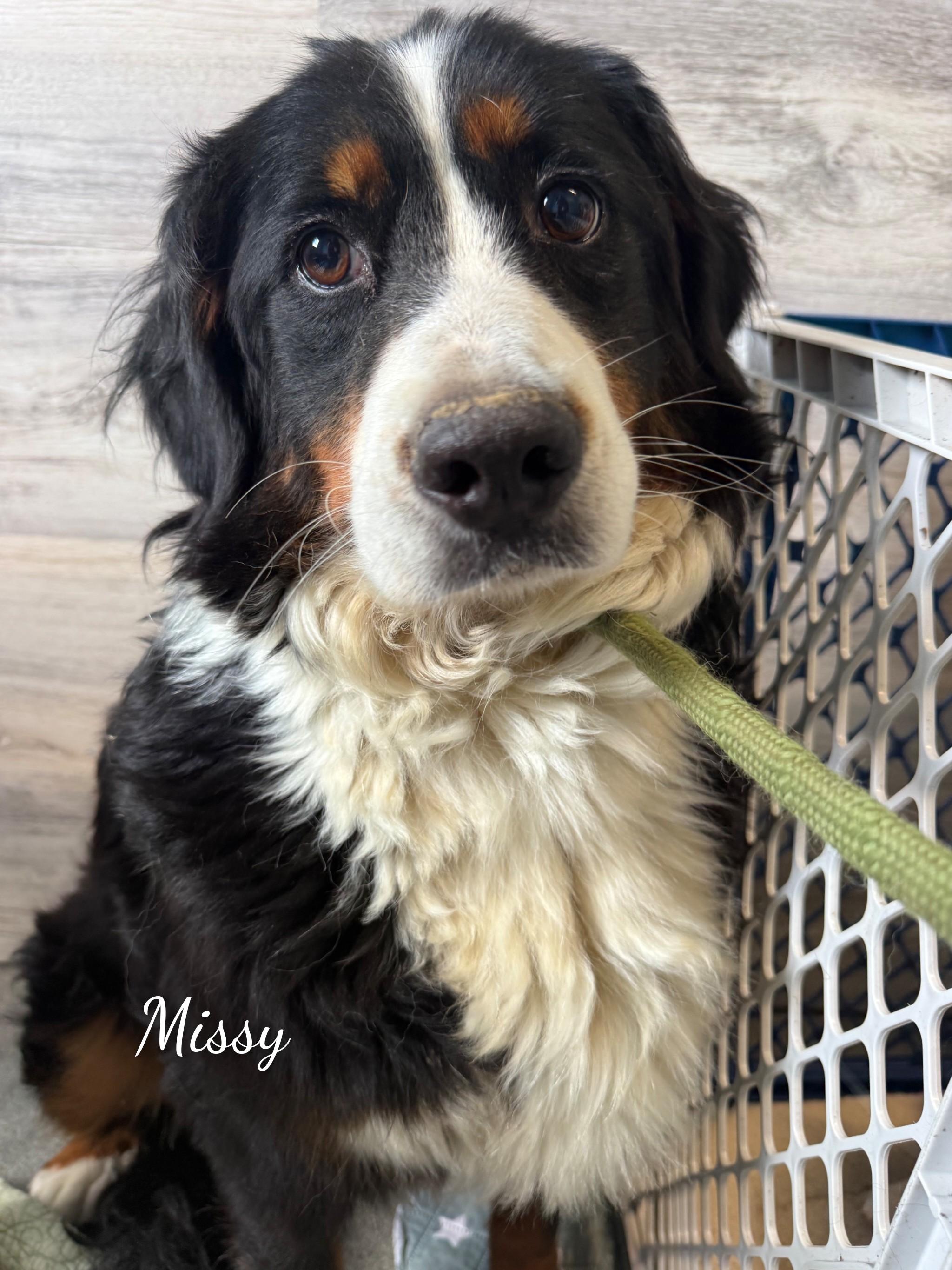 Missy, an adopted Bernese Mountain Dog in Fredericksburg, VA image 6/6