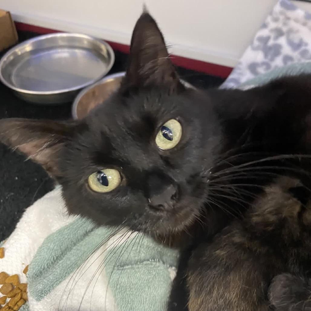 Enlarge Felicia, a Adoptable Domestic Short Hair in Norfolk, NE image 1/1