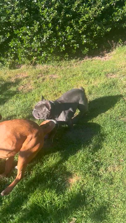 Enlarge Leeah, a Adoptable mixed breed in Olympia, WA video 4/6
