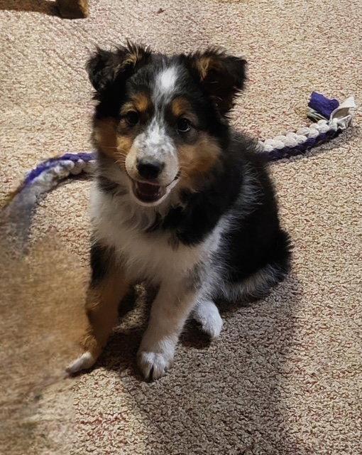 **KAVA**, Adopted, Puppy Female Australian Shepherd.